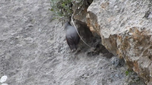 Wallcreeper - ML620374458