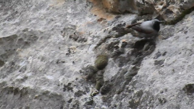 Wallcreeper - ML620374465