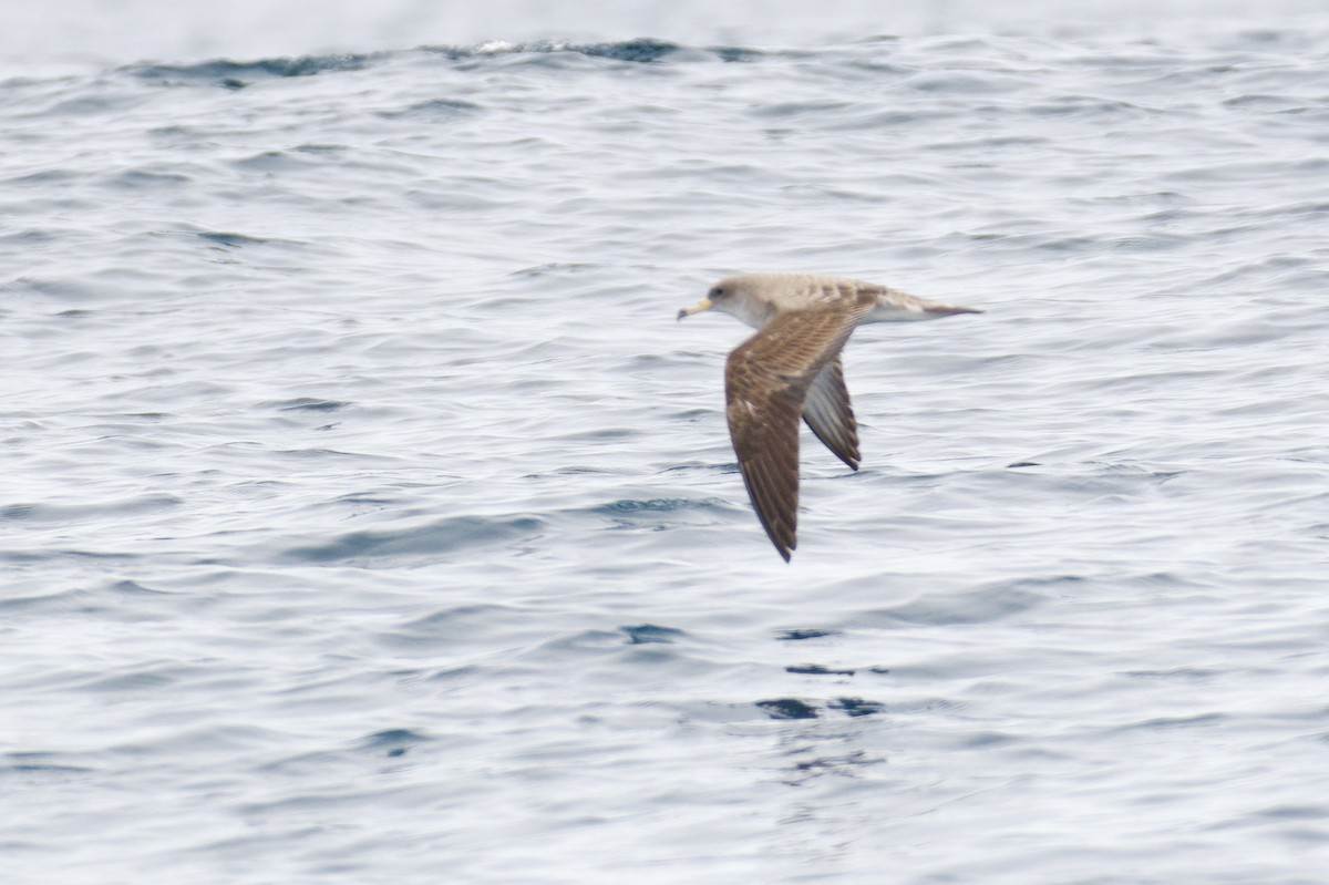 Pardela Cenicienta (mediterránea) - ML620374476