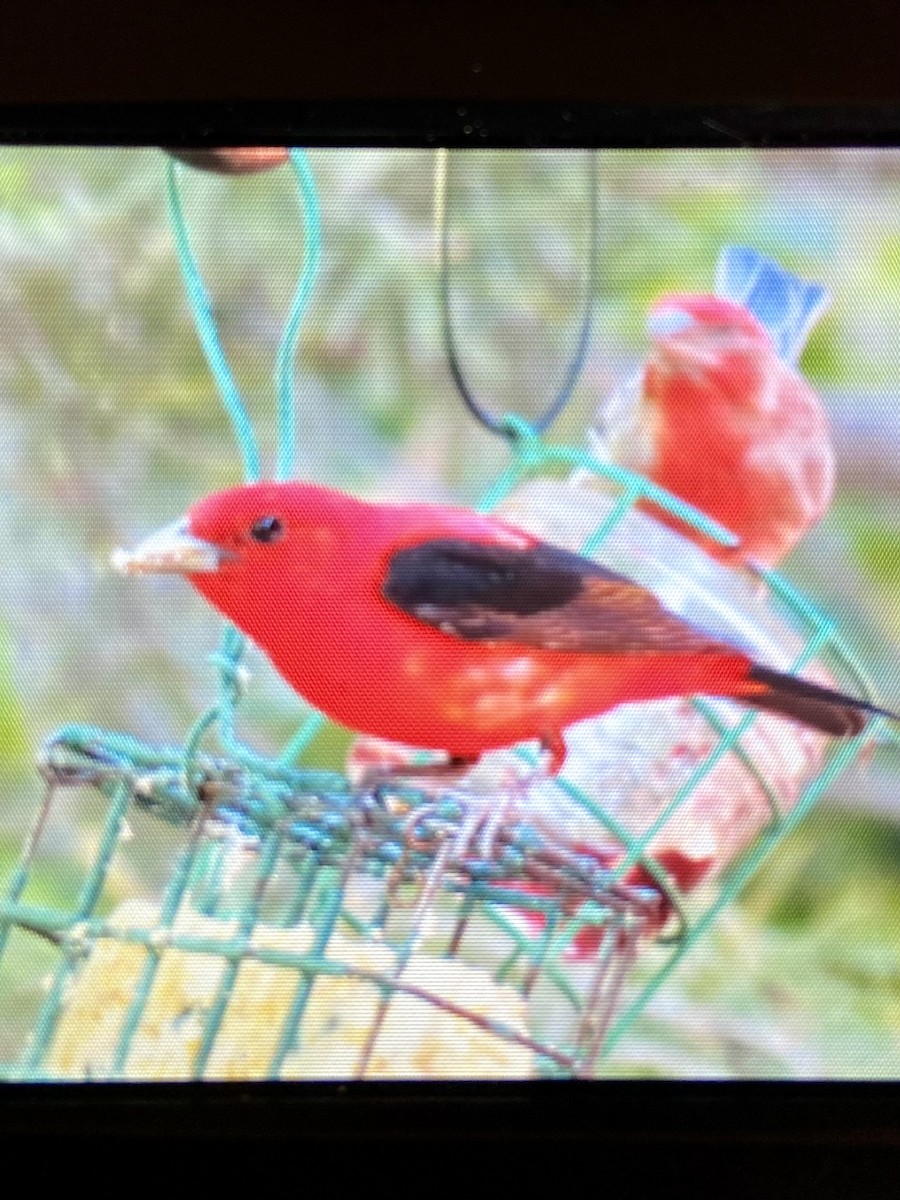Scarlet Tanager - ML620374477