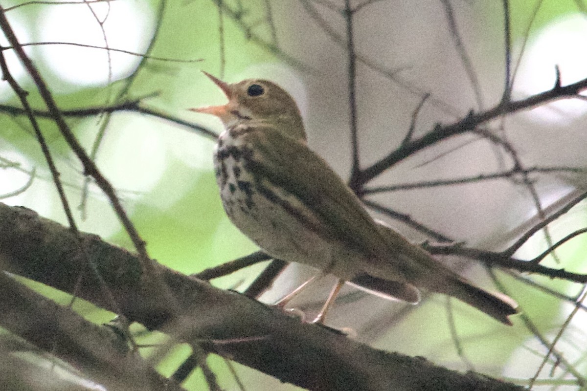 Ovenbird - ML620374479