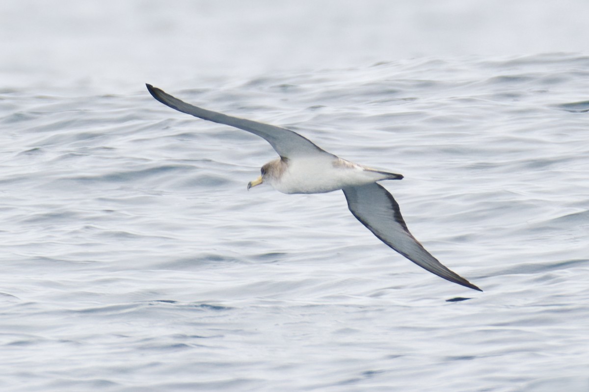 Pardela Cenicienta (mediterránea) - ML620374482