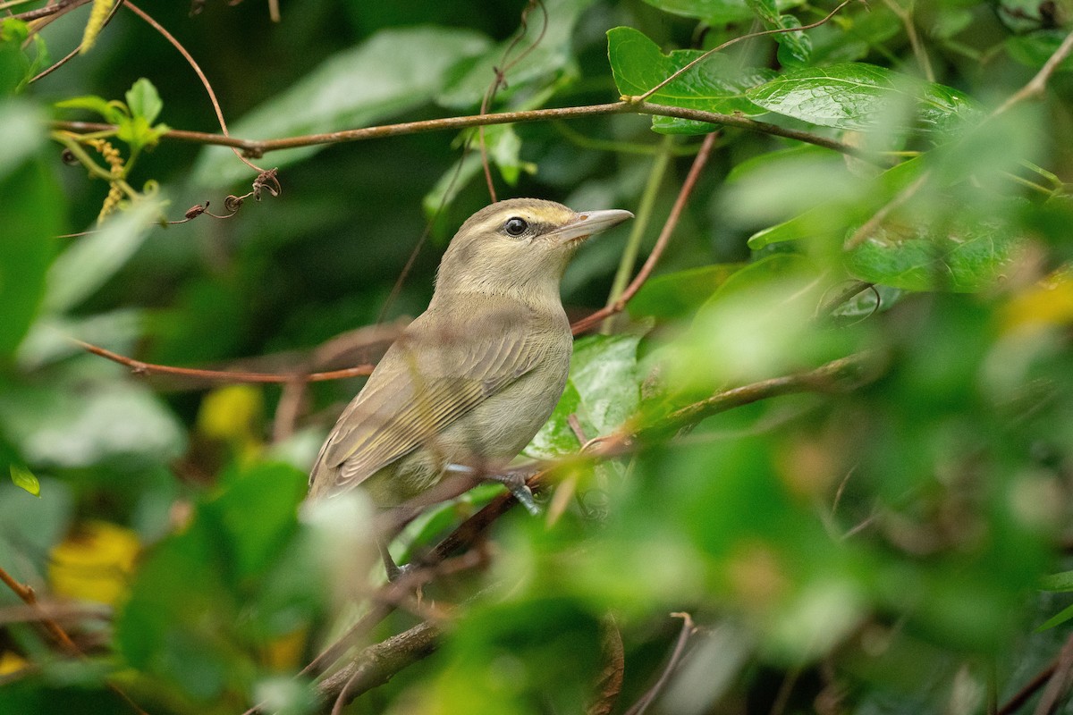 Yucatan Vireo - ML620374487