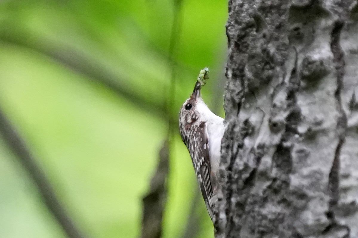 Brown Creeper - ML620374489