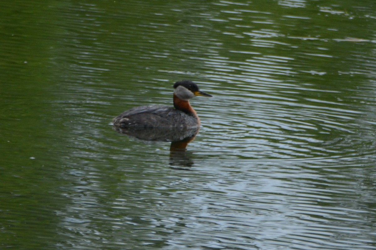 Red-necked Grebe - ML620374507