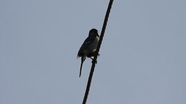 Cinereous Tit - ML620374524