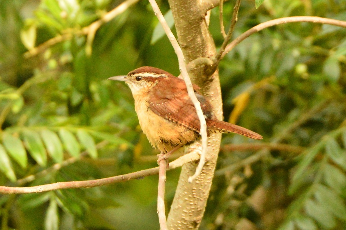 Carolina Wren - Jackson and Jasmin Woodall