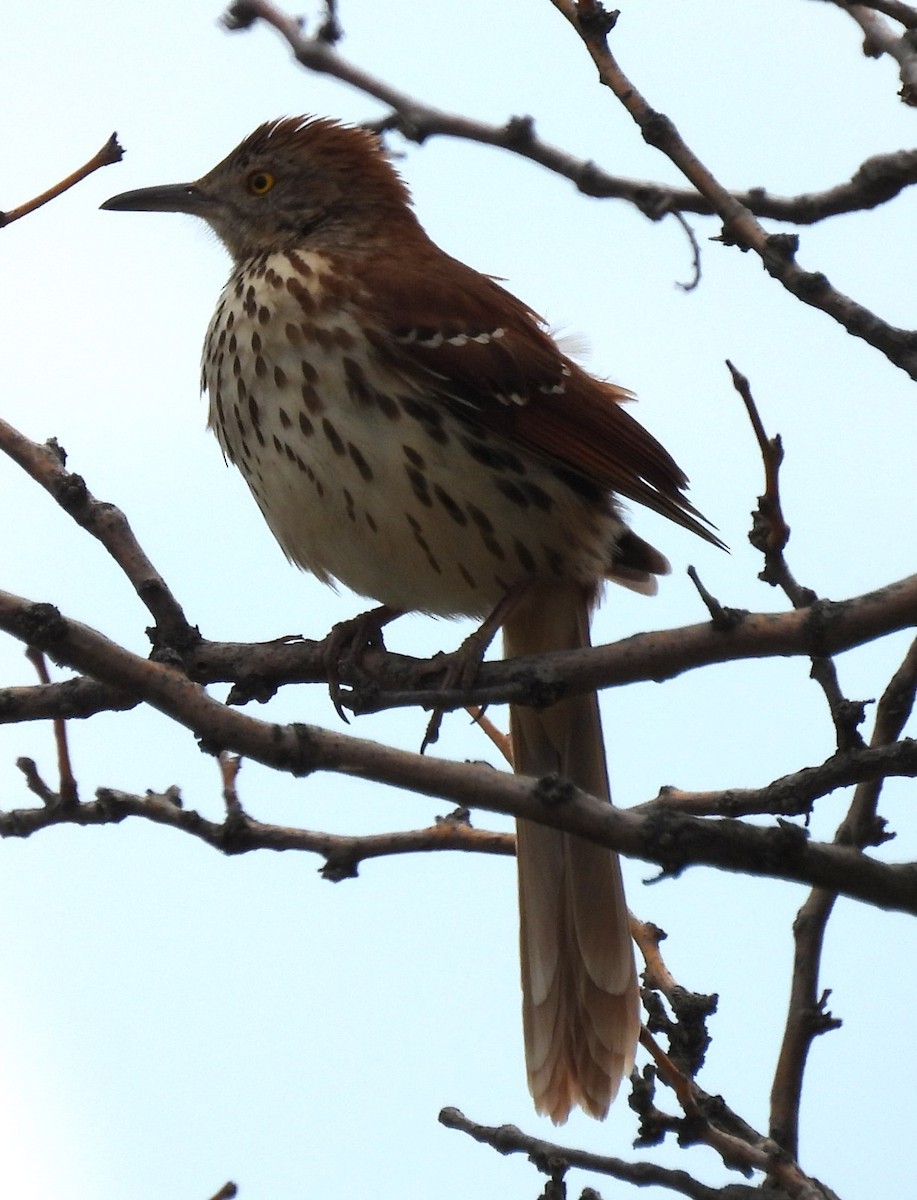 Brown Thrasher - ML620374535