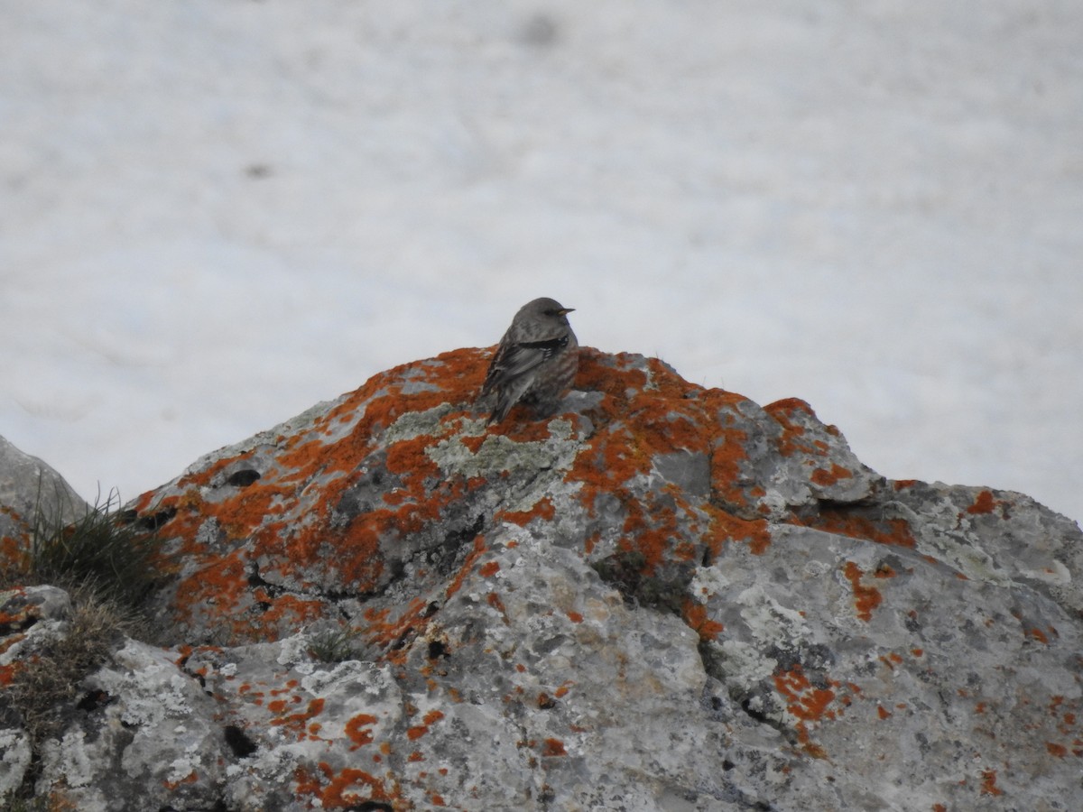 Alpine Accentor - ML620374546