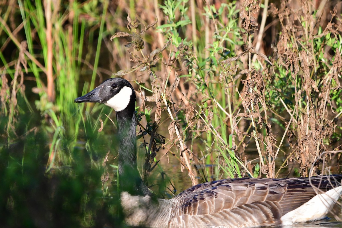 Canada Goose - ML620374556