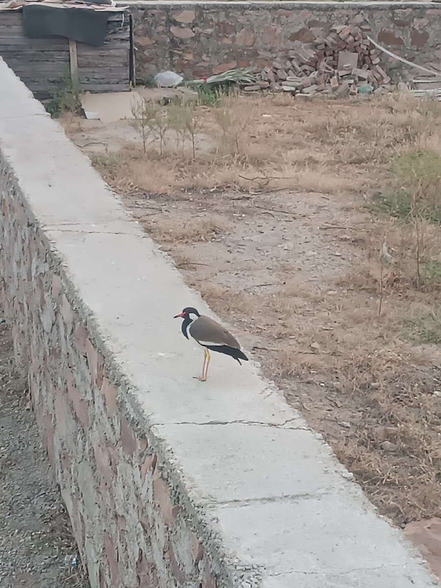 Red-wattled Lapwing - ML620374566