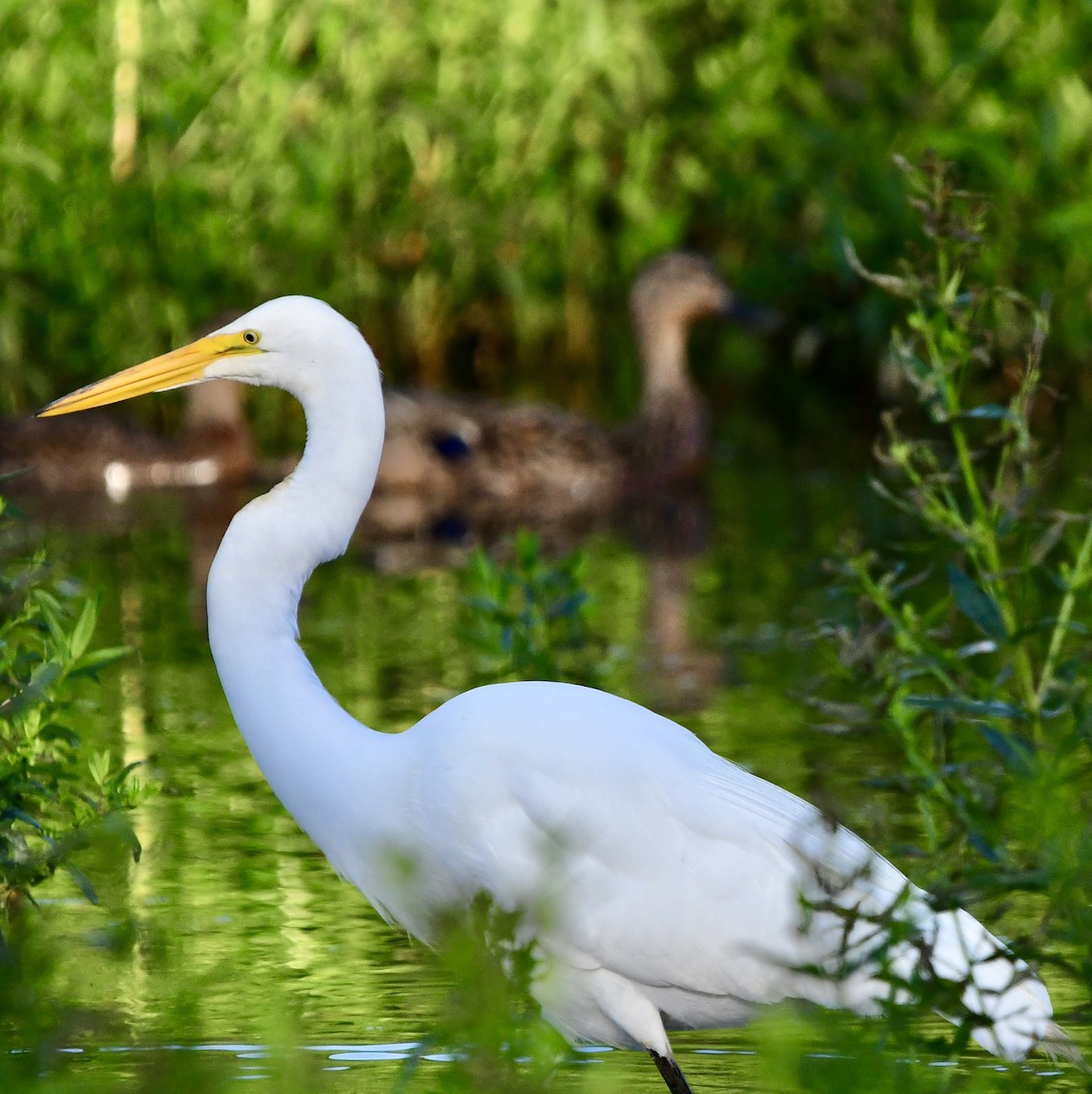 Great Egret - ML620374569