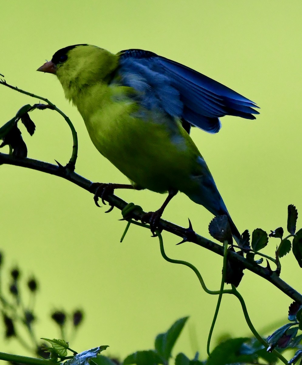 American Goldfinch - ML620374573