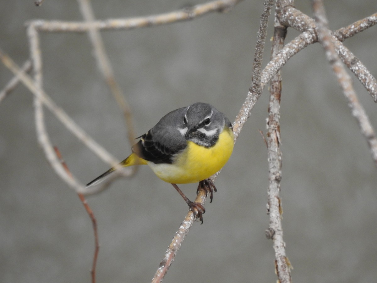 Gray Wagtail - ML620374587