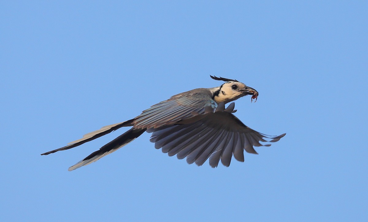 White-throated Magpie-Jay - ML620374592