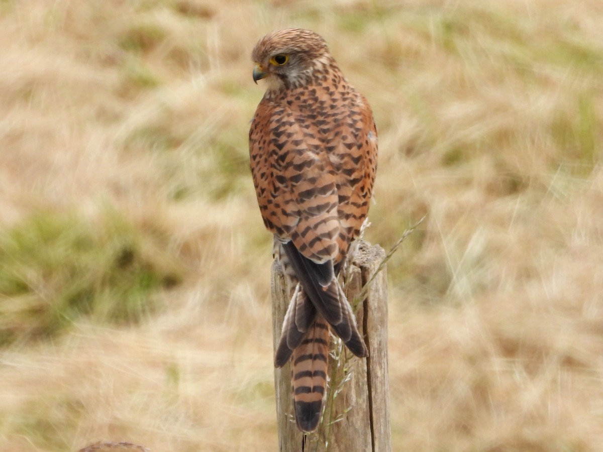 Eurasian Kestrel - ML620374604