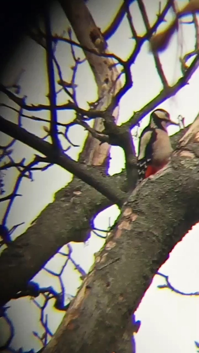 Great Spotted Woodpecker - ML620374608
