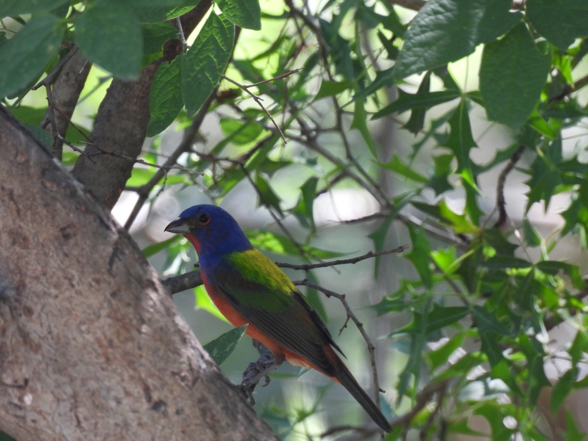 Painted Bunting - ML620374625