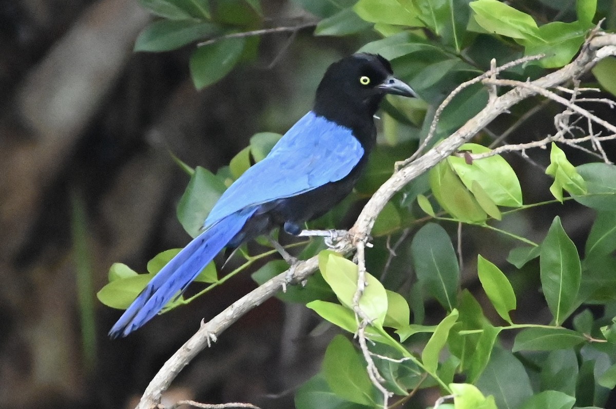 San Blas Jay - ML620374653