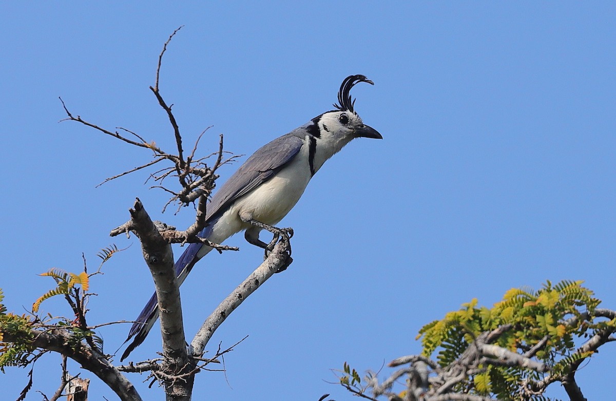 White-throated Magpie-Jay - ML620374655