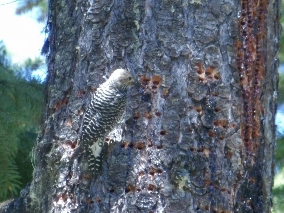 Williamson's Sapsucker - ML620374656