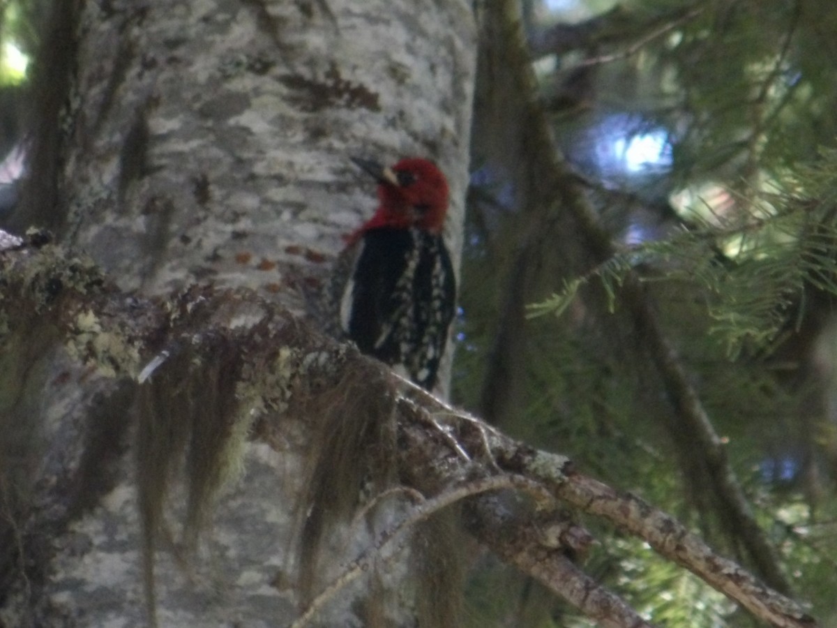 Red-breasted Sapsucker - ML620374663