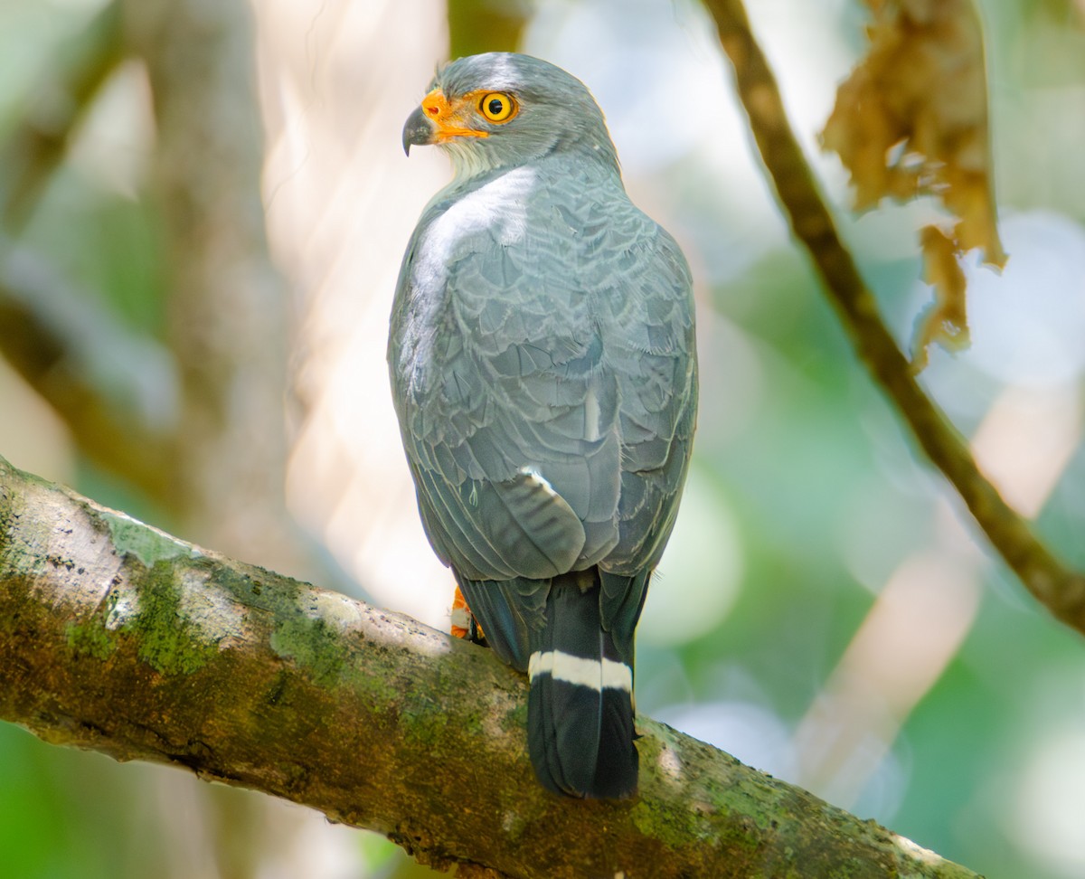 Semiplumbeous Hawk - ML620374666