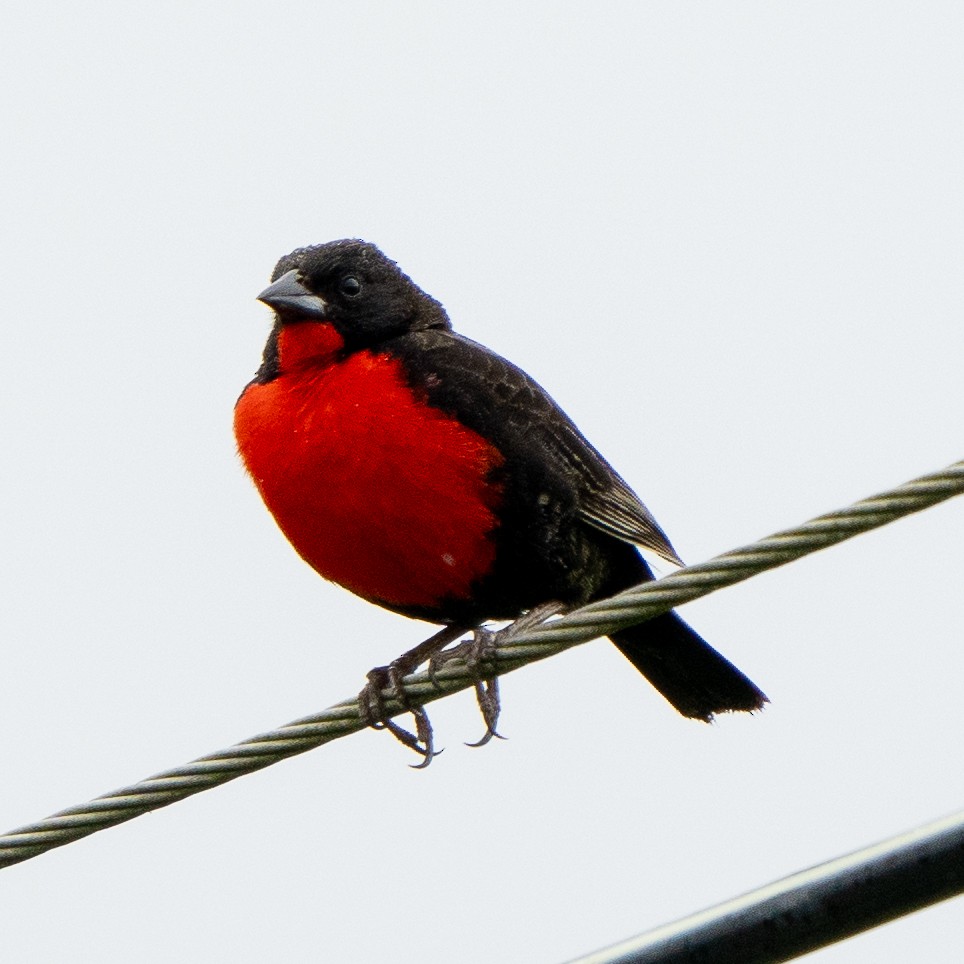 Red-breasted Meadowlark - ML620374667