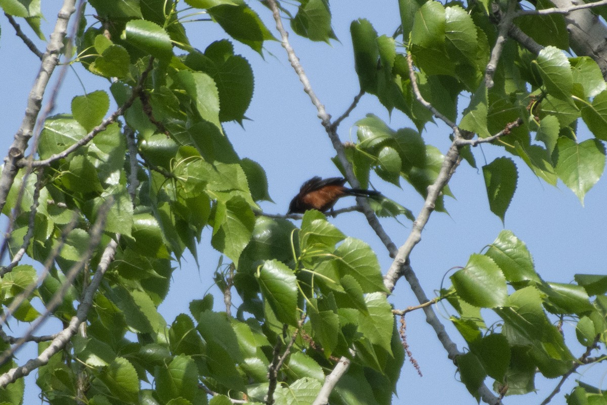 Orchard Oriole - ML620374668