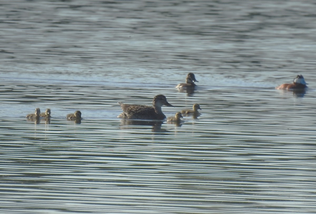 Gadwall - ML620374673