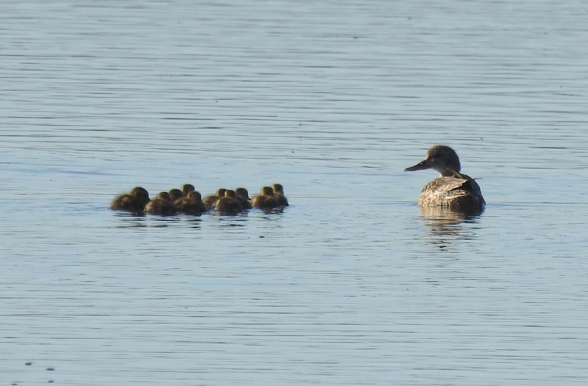 Gadwall - Chris Dean