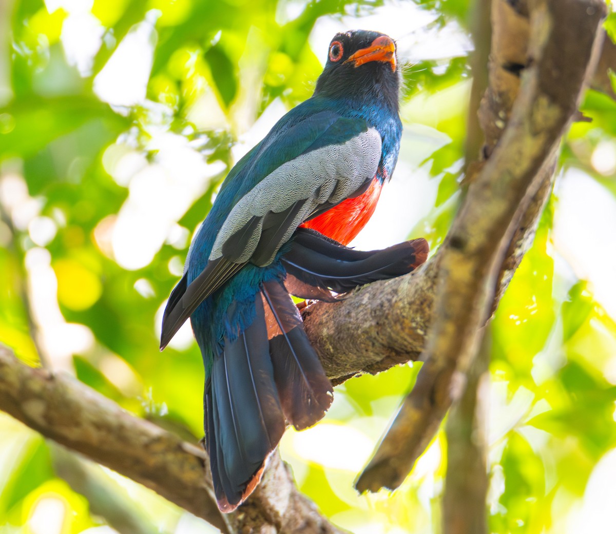 Gri Kuyruklu Trogon - ML620374678