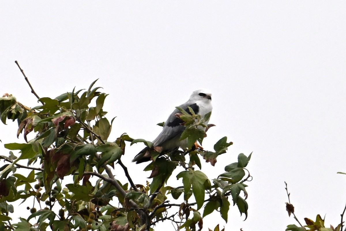 White-tailed Kite - ML620374679