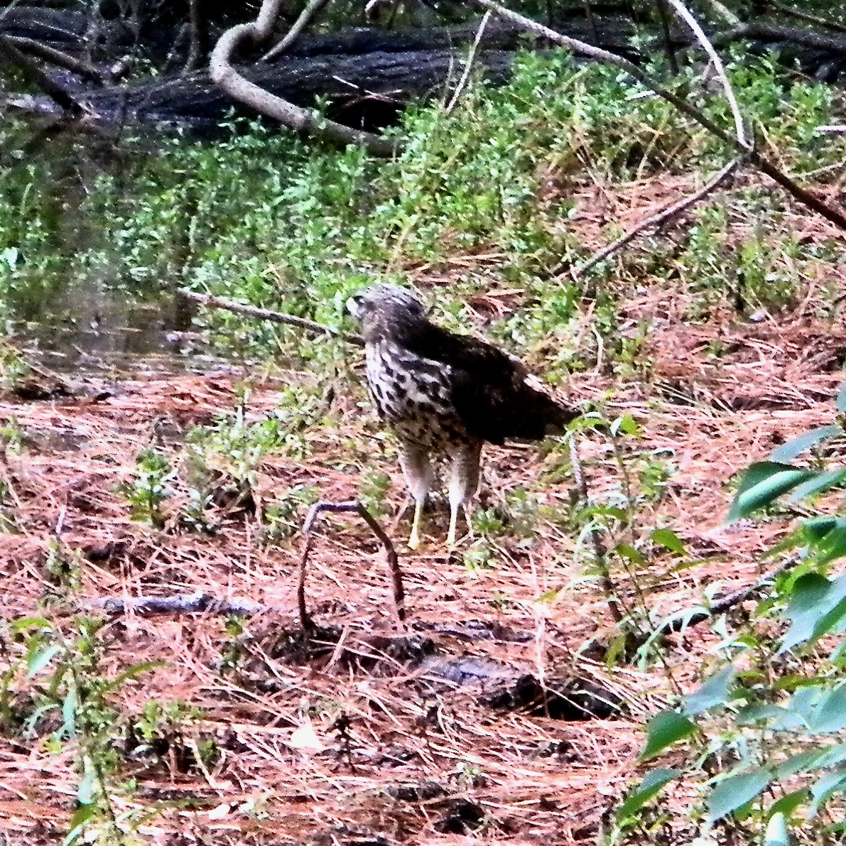 Red-shouldered Hawk - ML620374687