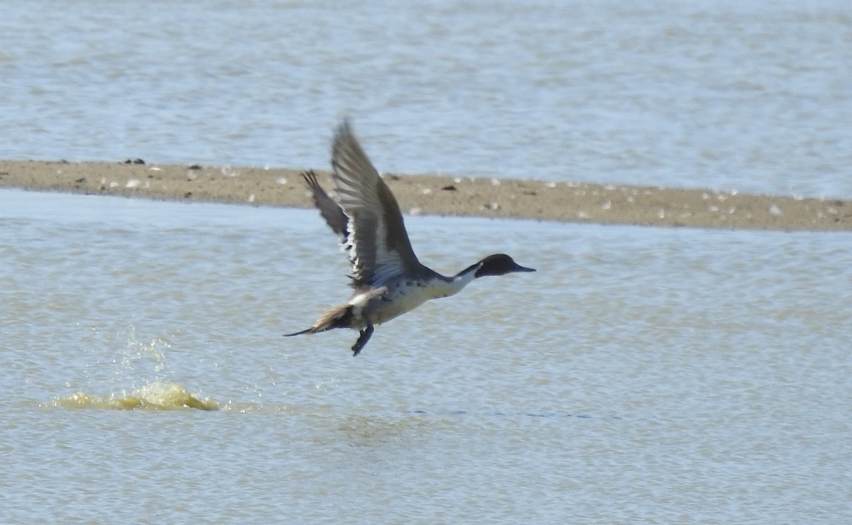 Northern Pintail - ML620374693