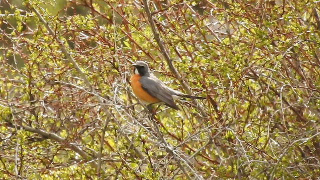 iranie bělohrdlá - ML620374694