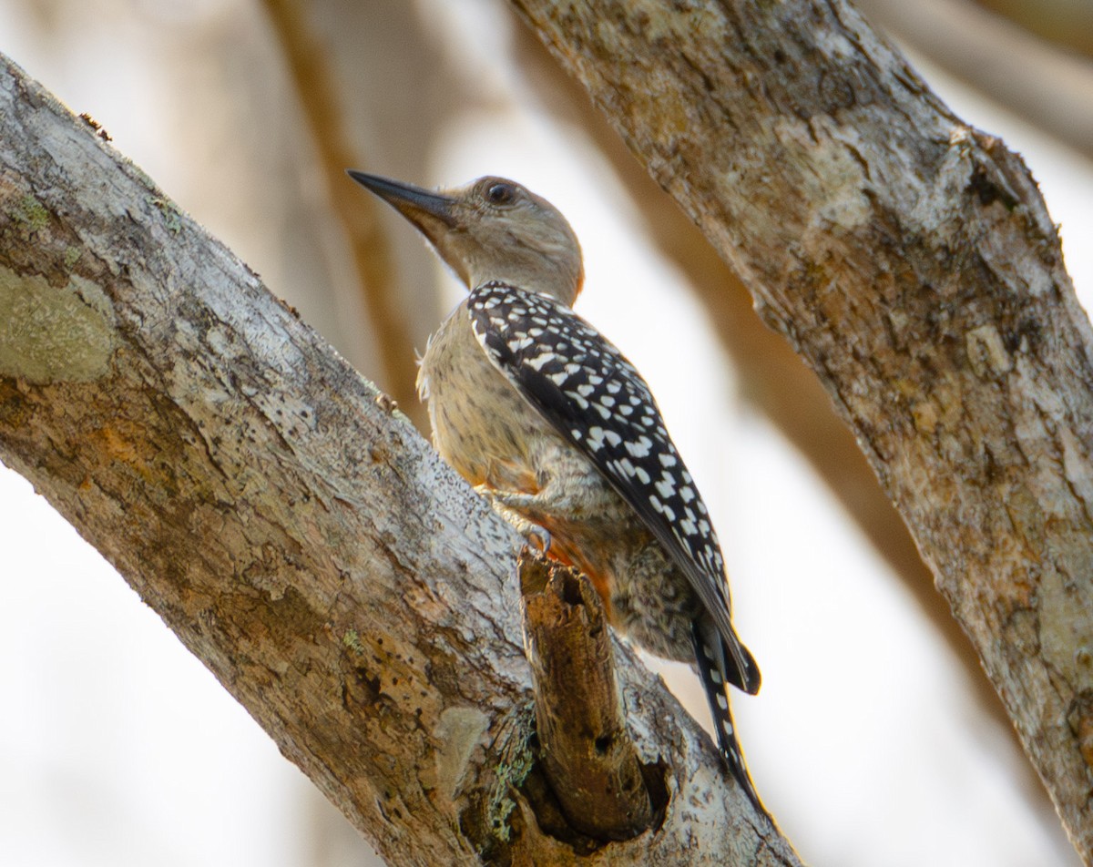 Red-crowned Woodpecker - ML620374695