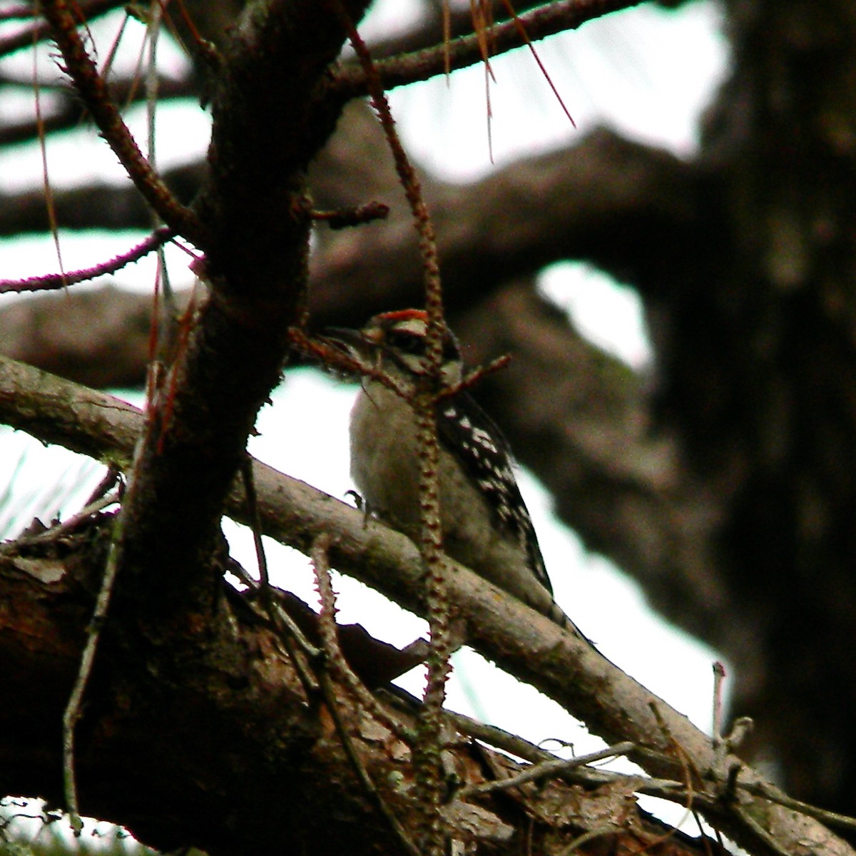 Downy Woodpecker - ML620374697