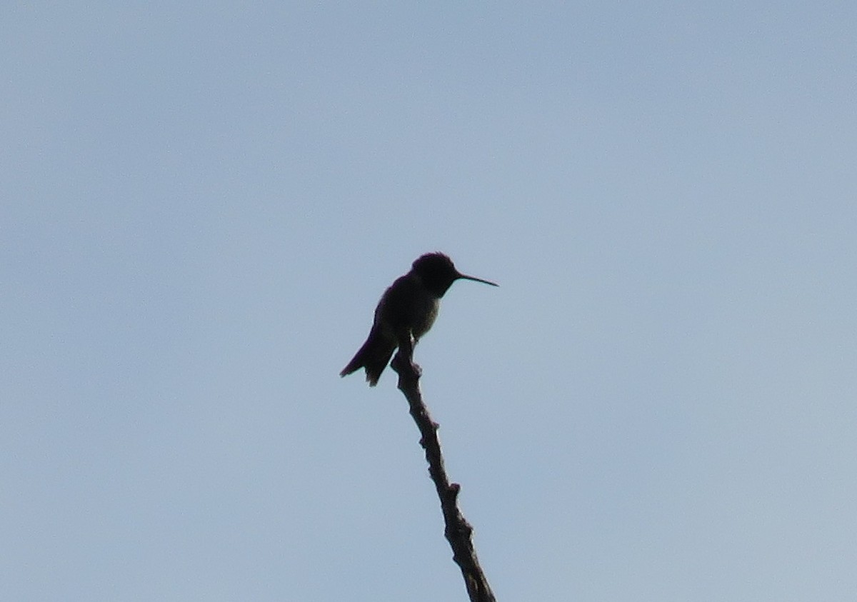 Ruby-throated Hummingbird - ML620374699