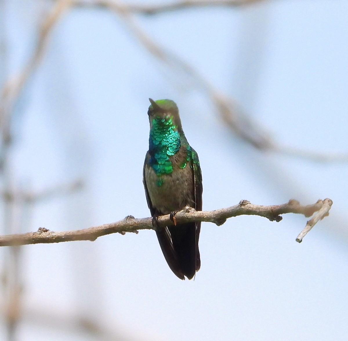 kolibřík modroocasý - ML620374701