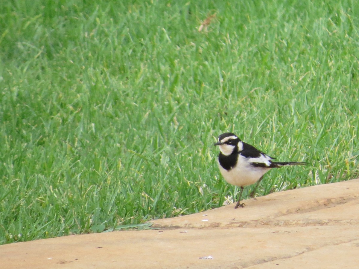 African Pied Wagtail - ML620374705