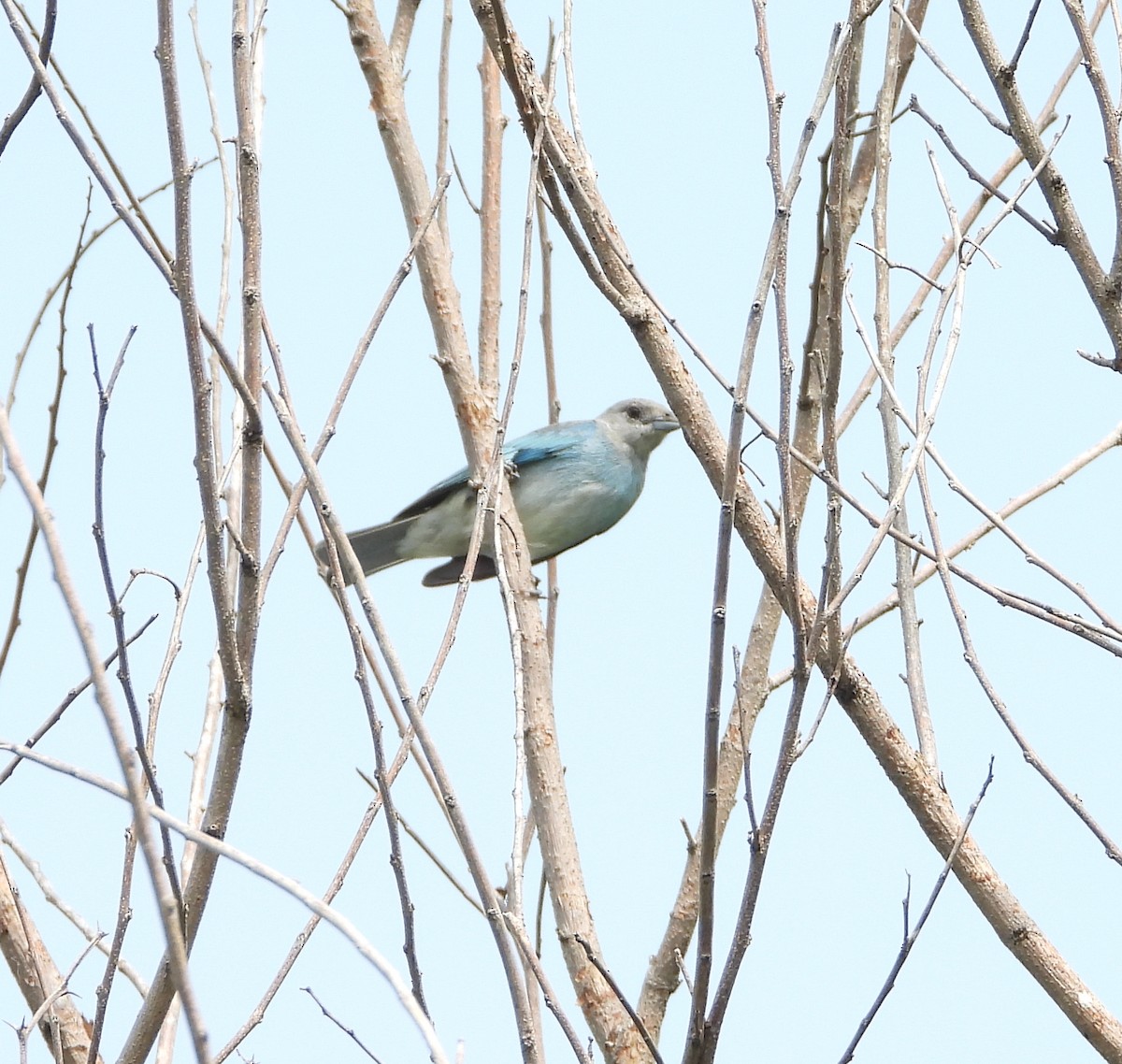 Glaucous Tanager - ML620374706