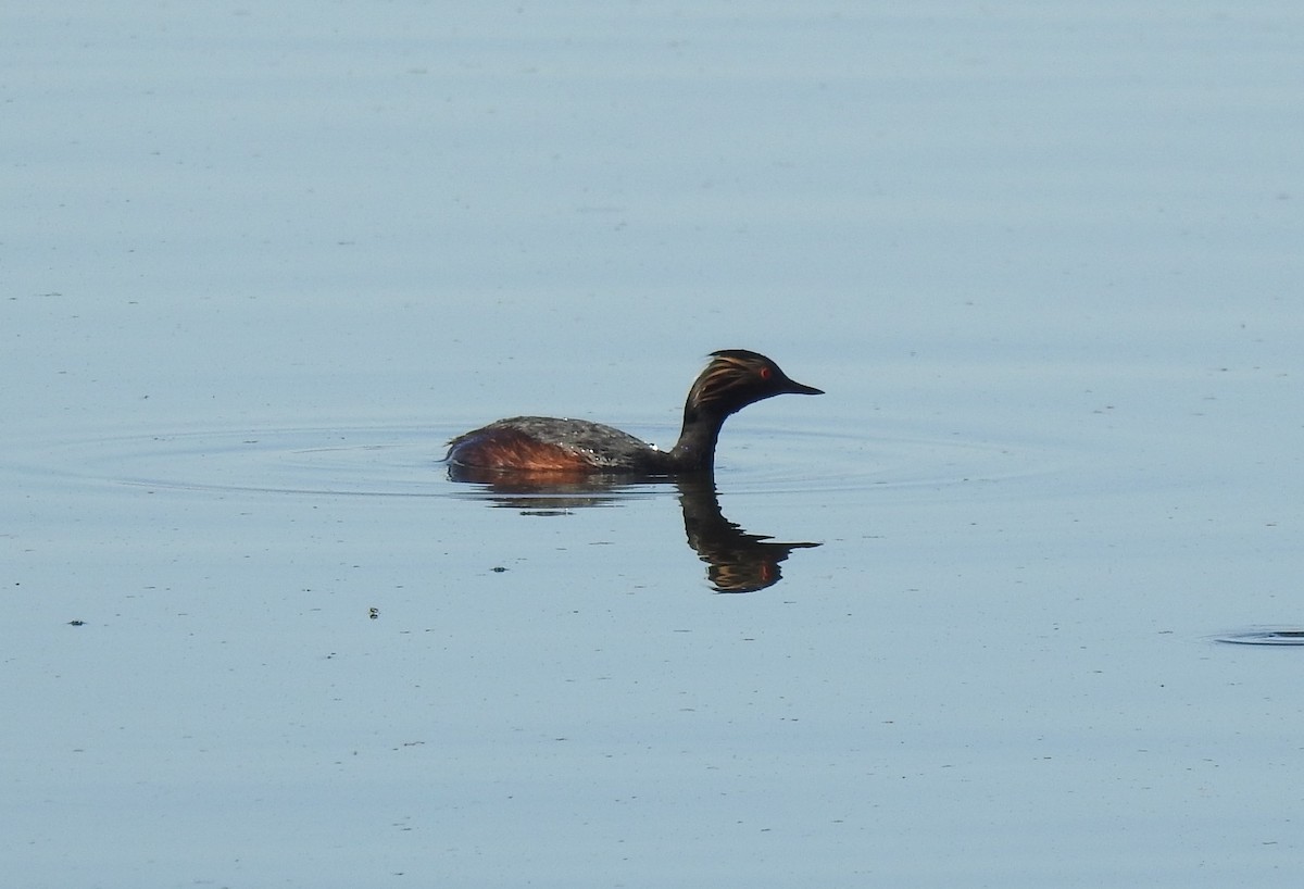 Eared Grebe - ML620374707