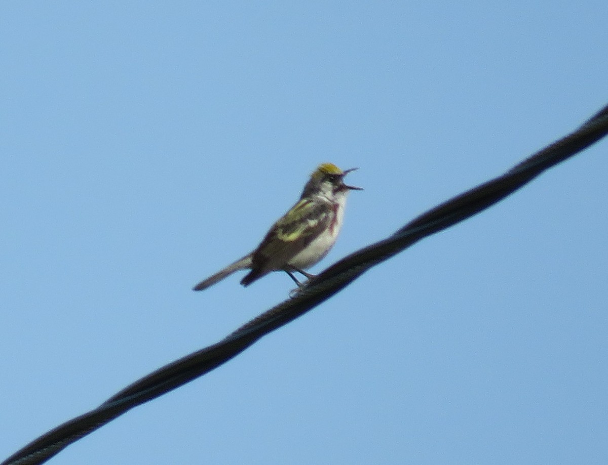 Chestnut-sided Warbler - ML620374712