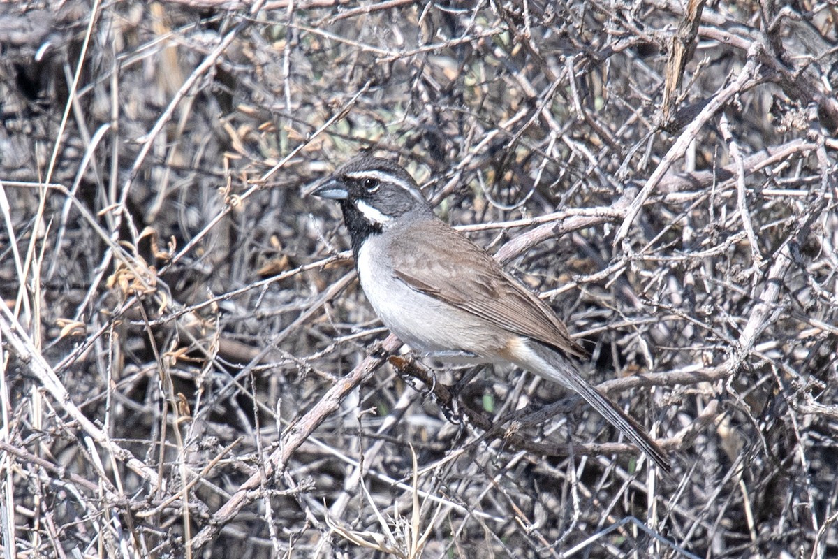 Black-throated Sparrow - ML620374719