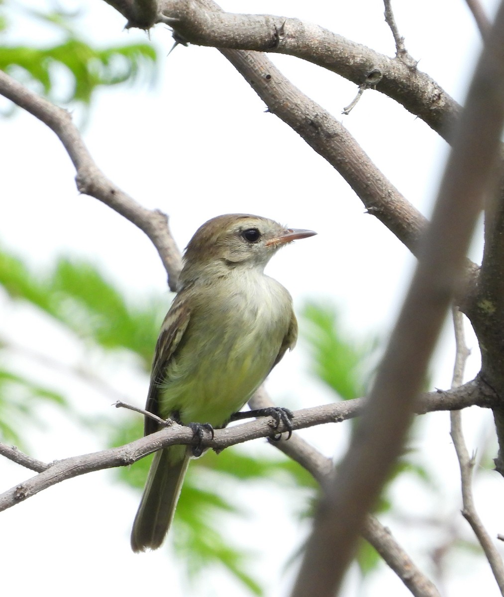 Northern Mouse-colored Tyrannulet - ML620374730