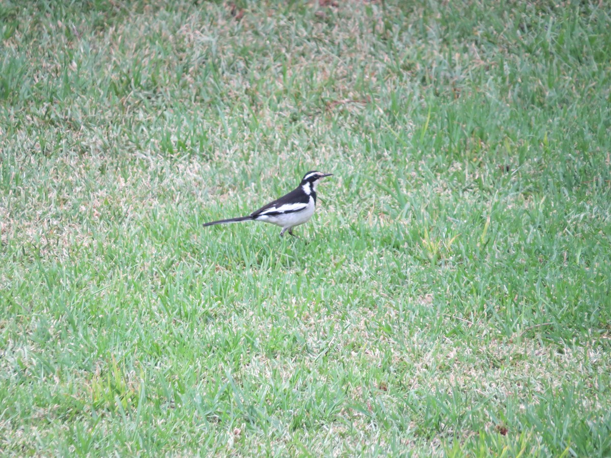 African Pied Wagtail - ML620374731