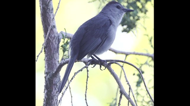 Gray Catbird - ML620374732