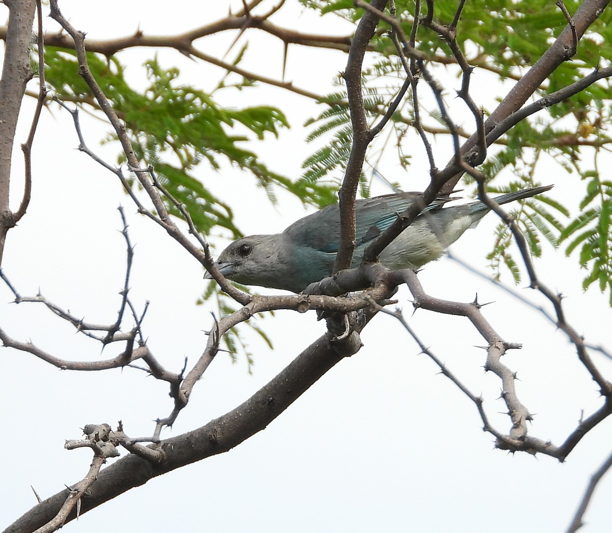Glaucous Tanager - ML620374734