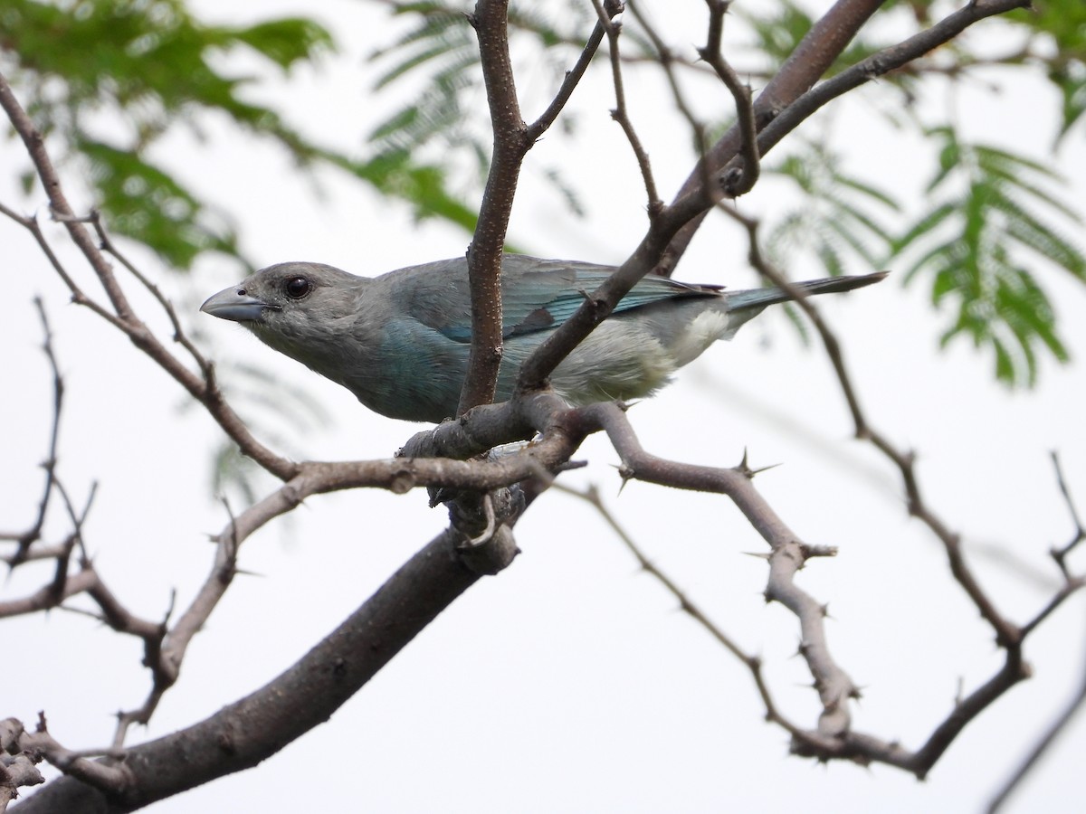 Glaucous Tanager - ML620374735